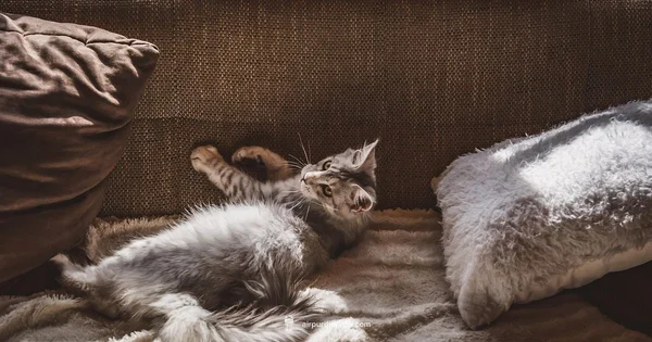 Pet Hair Purifier - Air Purifier Info