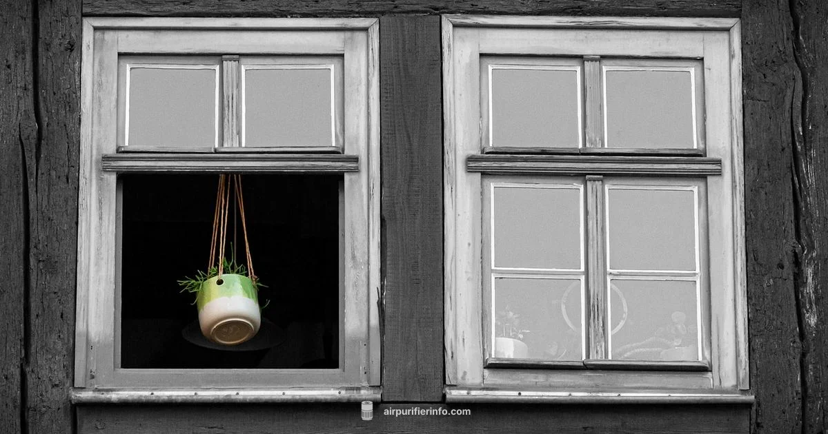 Natural Air Purifier Plants Natural Air Purifier Plants - Air Purifier Info