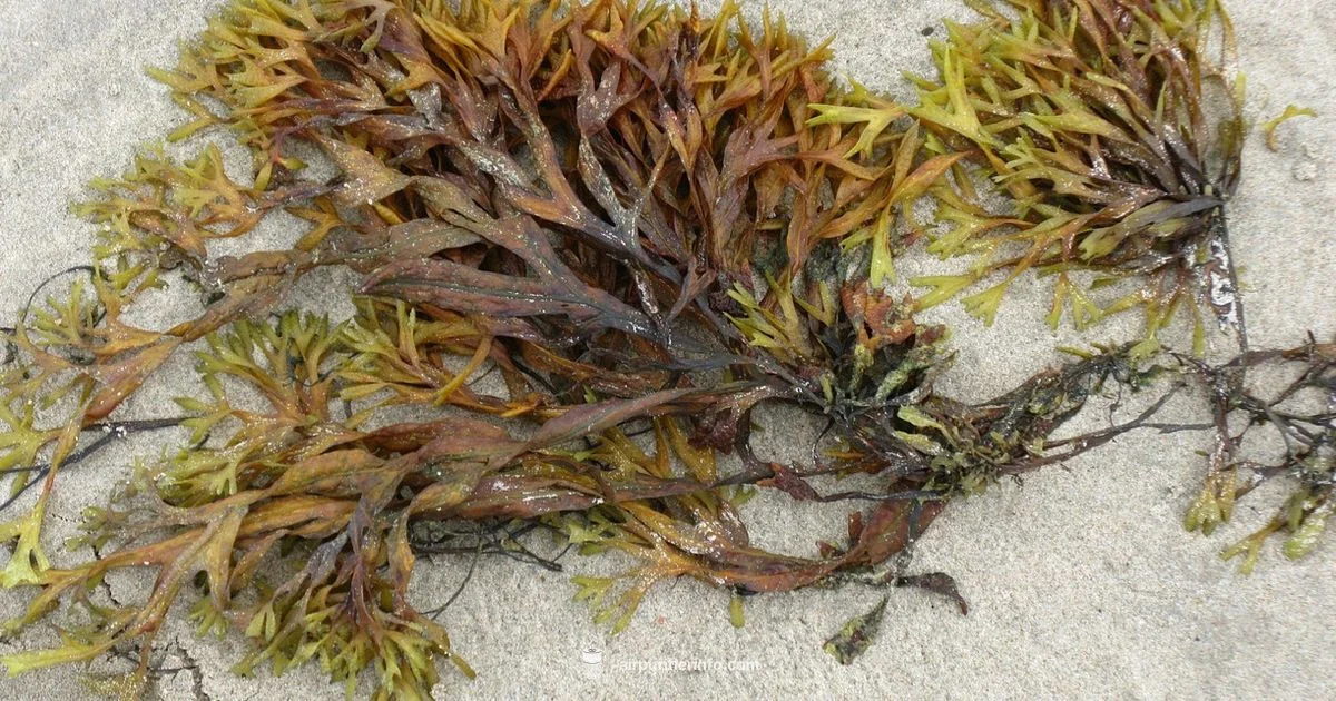 Algae Purifier Guide - Air Purifier Info