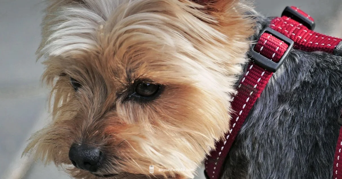 Feliway Purifier Review Feliway Purifier Review - Air Purifier Info