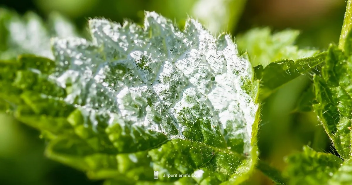 Mildew and Purifiers - Air Purifier Info