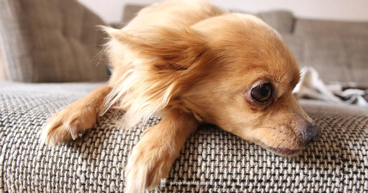 Best Dog Purifier - Air Purifier Info