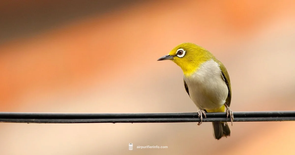 Bird Friendly Purifiers Bird Friendly Purifiers - Air Purifier Info