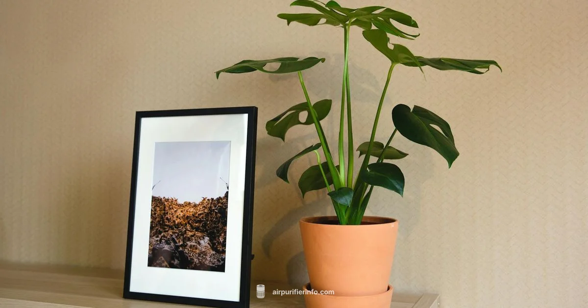 Best Purifier Picks - Air Purifier Info