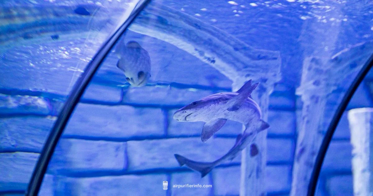 Shark Purifier Fix Shark Purifier Fix - Air Purifier Info