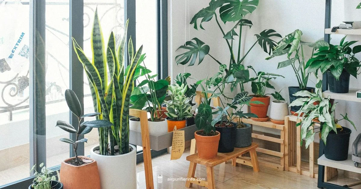 Air Oasis Purifier - Air Purifier Info