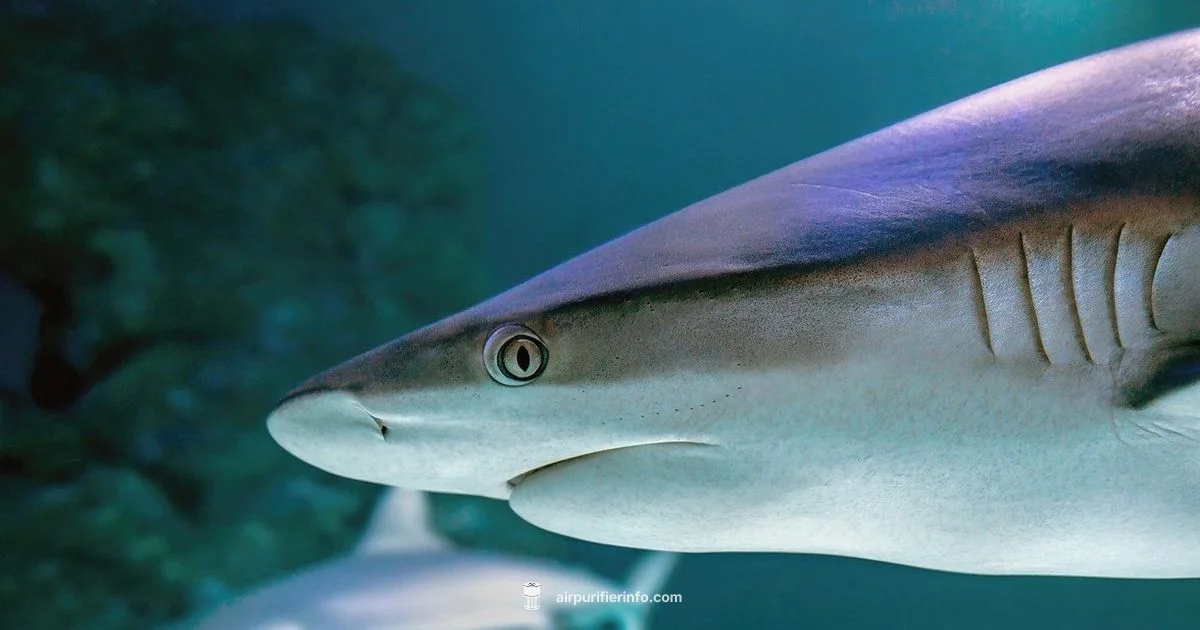 Shark Purifier Troubleshooting - Air Purifier Info