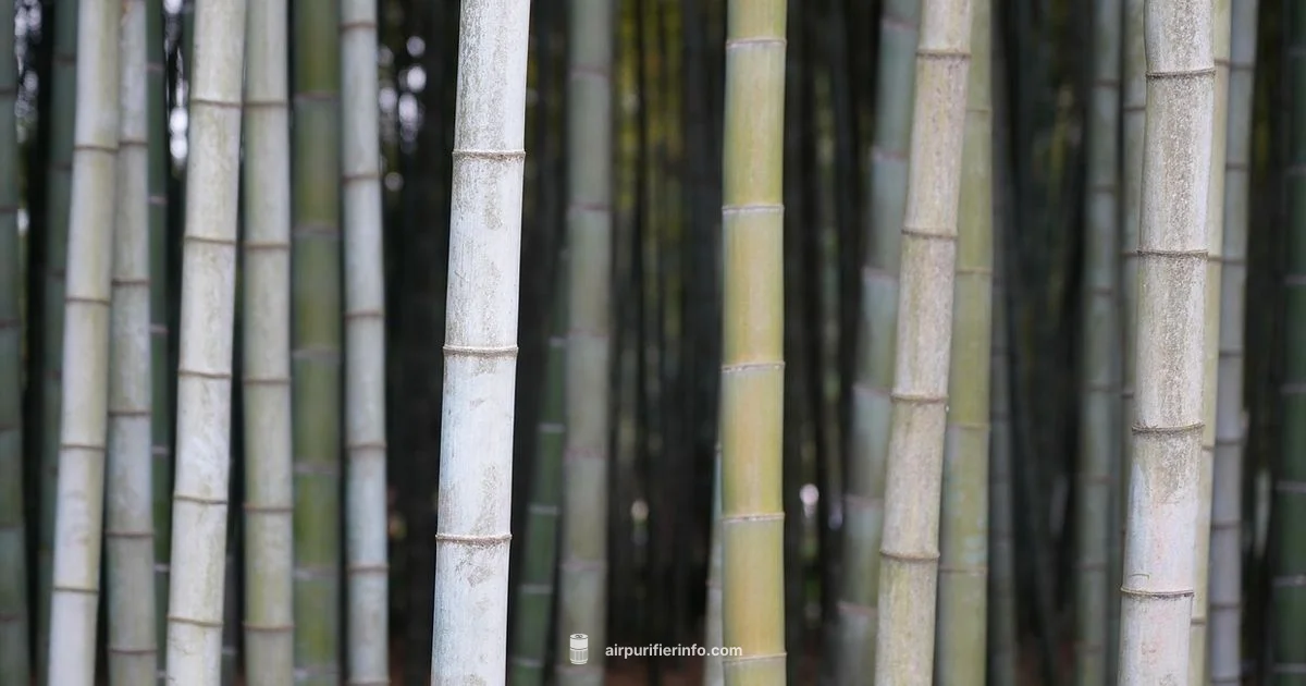 Bamboo Palm Purifier - Air Purifier Info