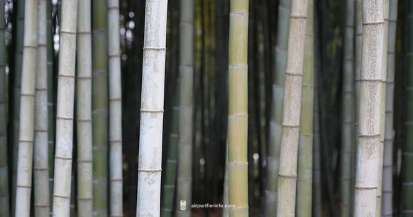 Bamboo Palm Purifier - Air Purifier Info