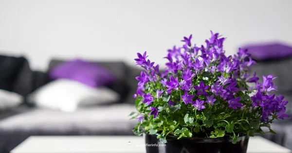 UV Purifier Guide - Air Purifier Info