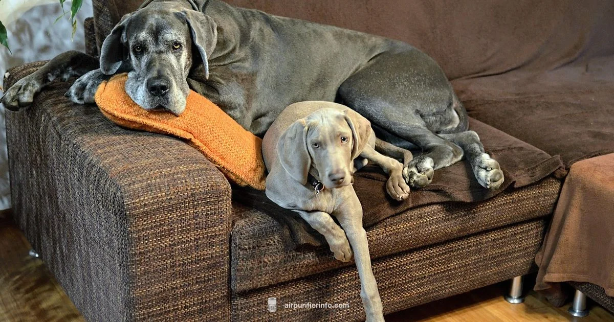 Pet Hair Purifier - Air Purifier Info