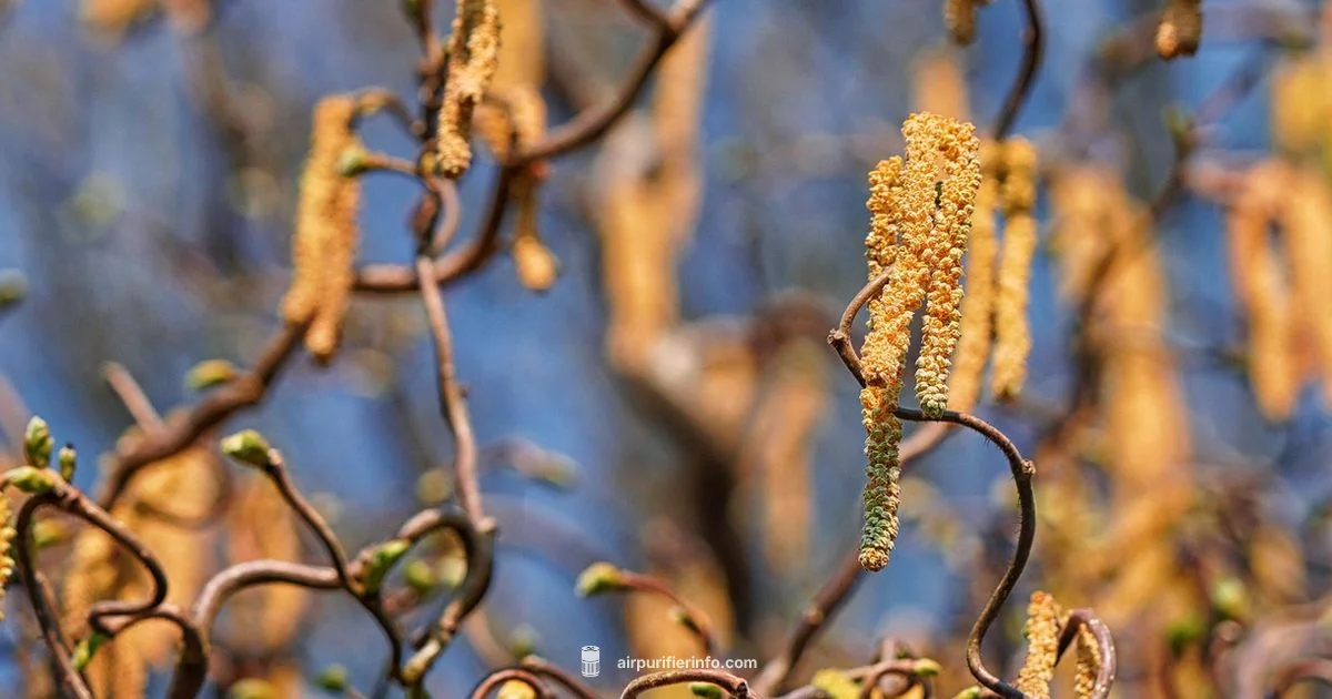 Allergy IAQ Guide - Air Purifier Info