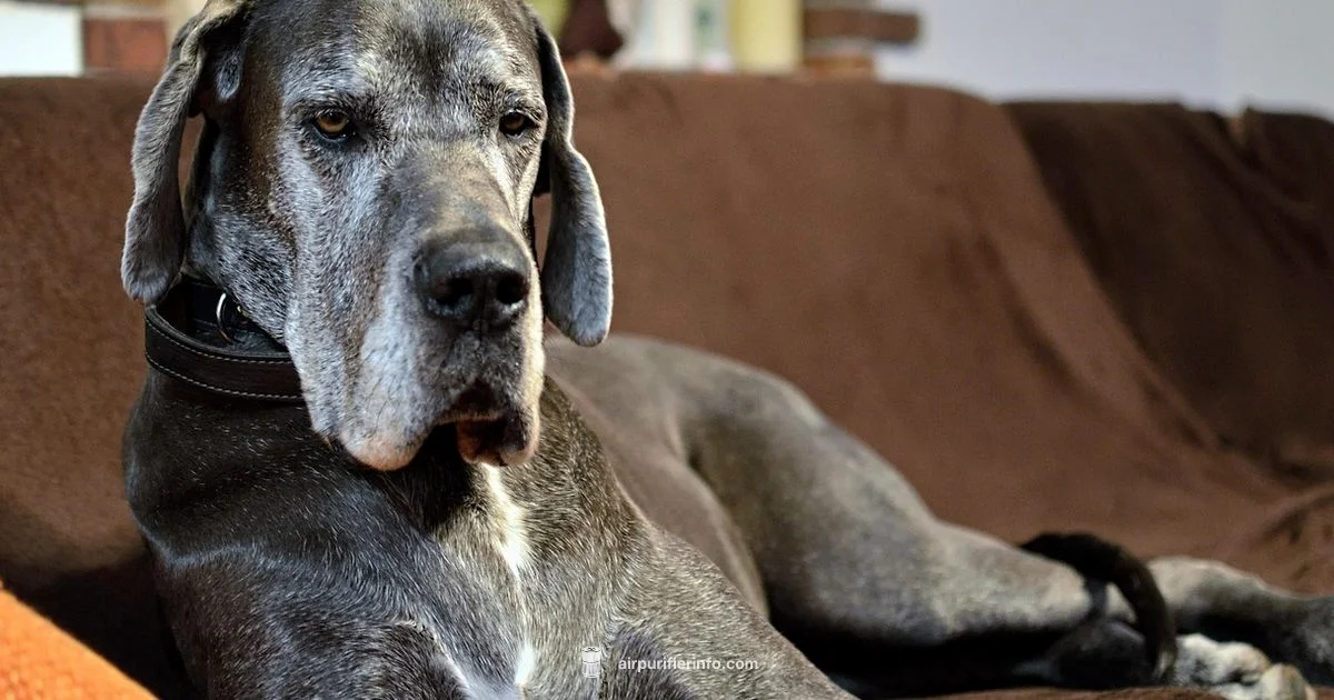 Pet Purifier Spotlight - Air Purifier Info