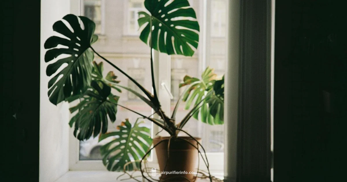 Sterra Breeze Overview - Air Purifier Info