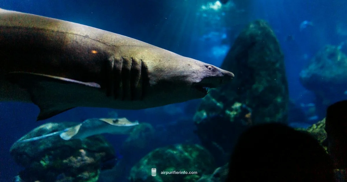 Shark Filter Guide - Air Purifier Info