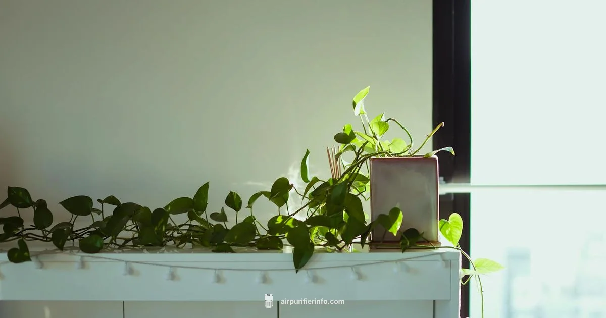 Air Purifier Height Guide - Air Purifier Info
