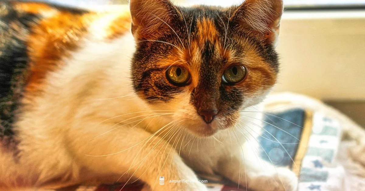 Cat Purifier Picks Cat Purifier Picks - Air Purifier Info