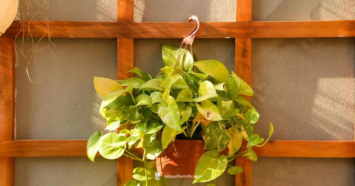 Pothos Air Purifier - Air Purifier Info