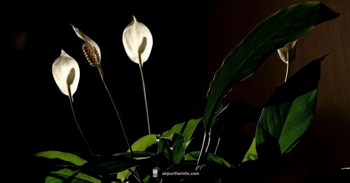 Air Cleaning Plants - Air Purifier Info