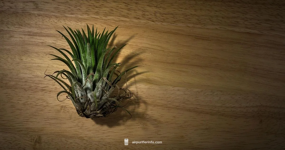 India Purifier Makers India Purifier Makers - Air Purifier Info