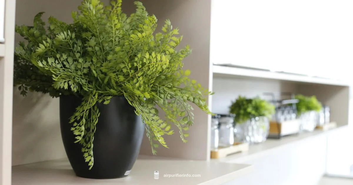 Oil Free Purifier Oil Free Purifier - Air Purifier Info