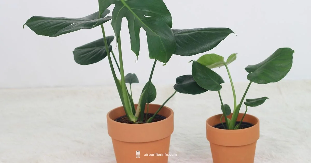 Air Purifier Guide - Air Purifier Info