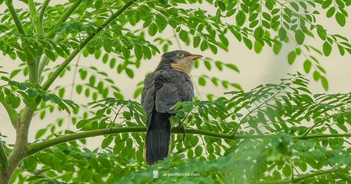 Cuckoo Purifier Guide Cuckoo Purifier Guide - Air Purifier Info