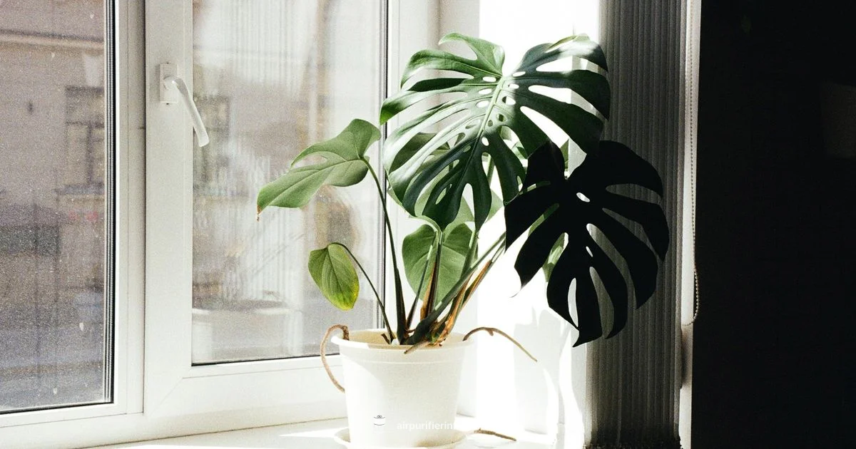 Germ-Free Air - Air Purifier Info