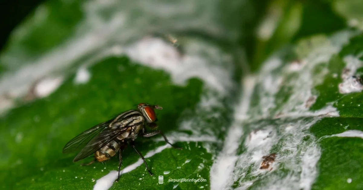 Mildew Odor Cleanup - Air Purifier Info