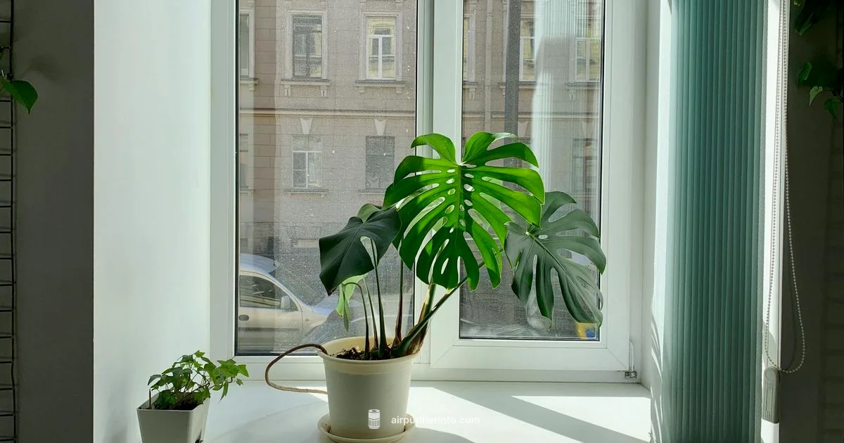 Placement Mastery Placement Mastery - Air Purifier Info