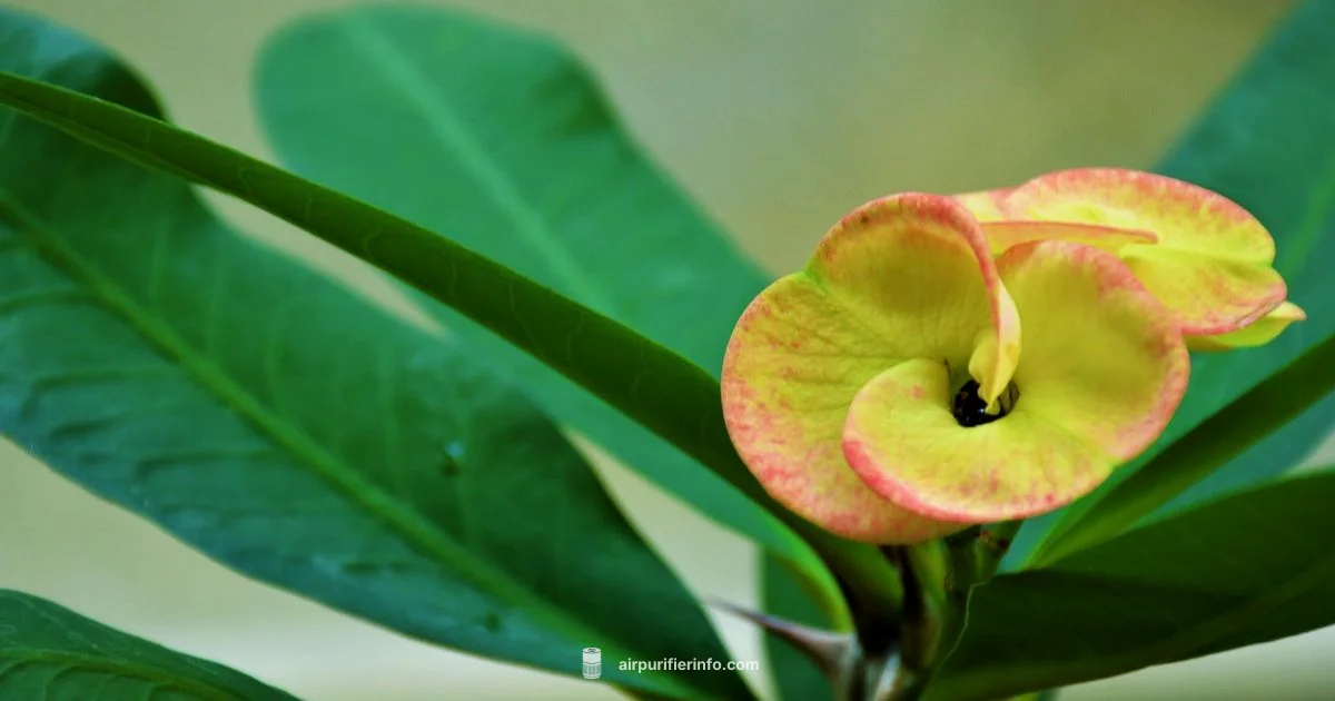 Air-Purifying Plants Air-Purifying Plants - Air Purifier Info