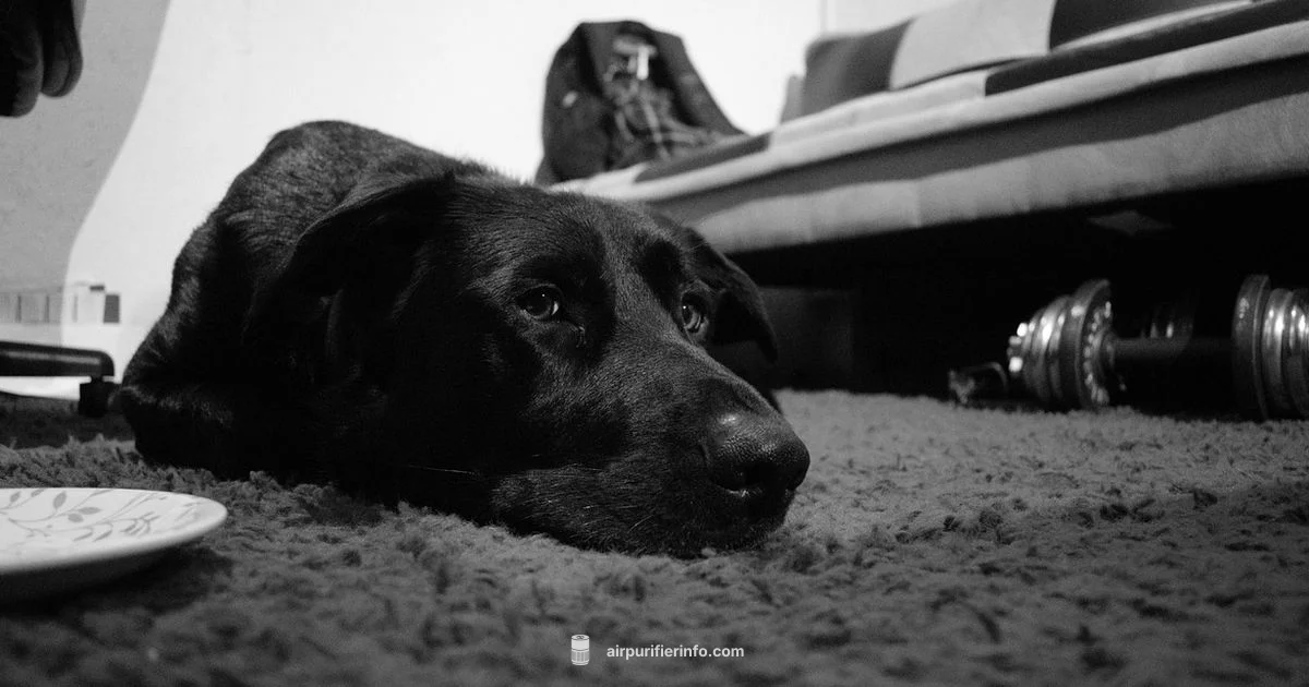 Dog Friendly Purifier Dog Friendly Purifier - Air Purifier Info