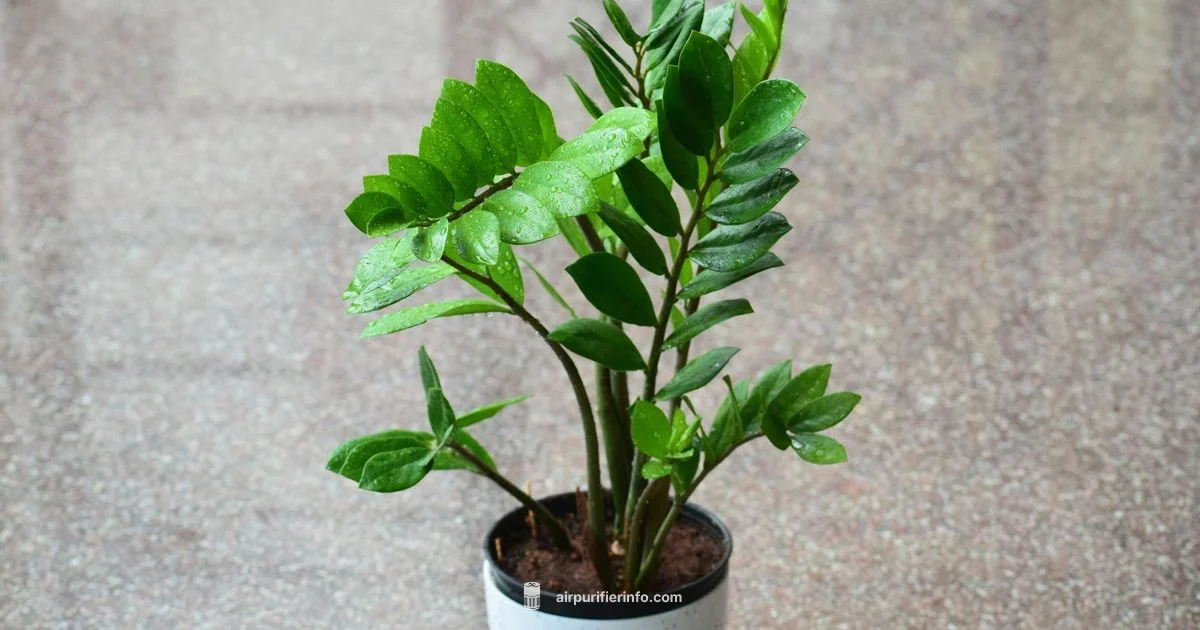 Air Purifier vs AC - Air Purifier Info