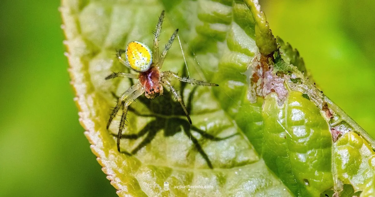Spider Plant Purifier - Air Purifier Info