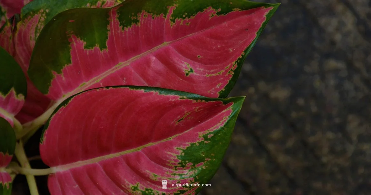 Purifier Plants - Air Purifier Info