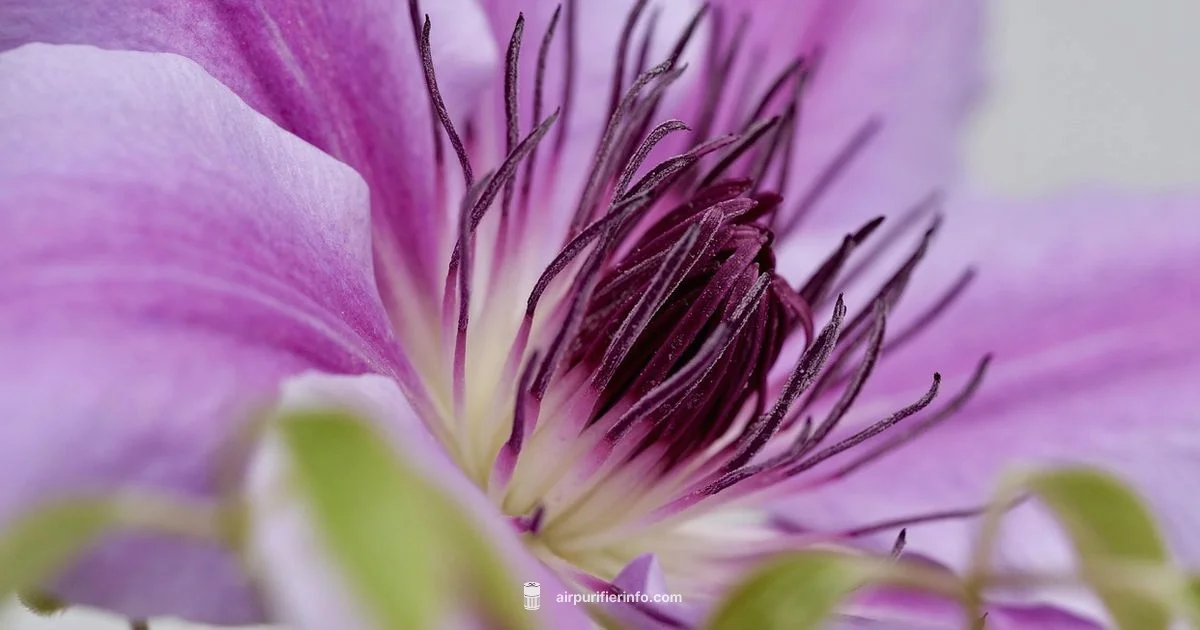 Ionizer Feature Ionizer Feature - Air Purifier Info