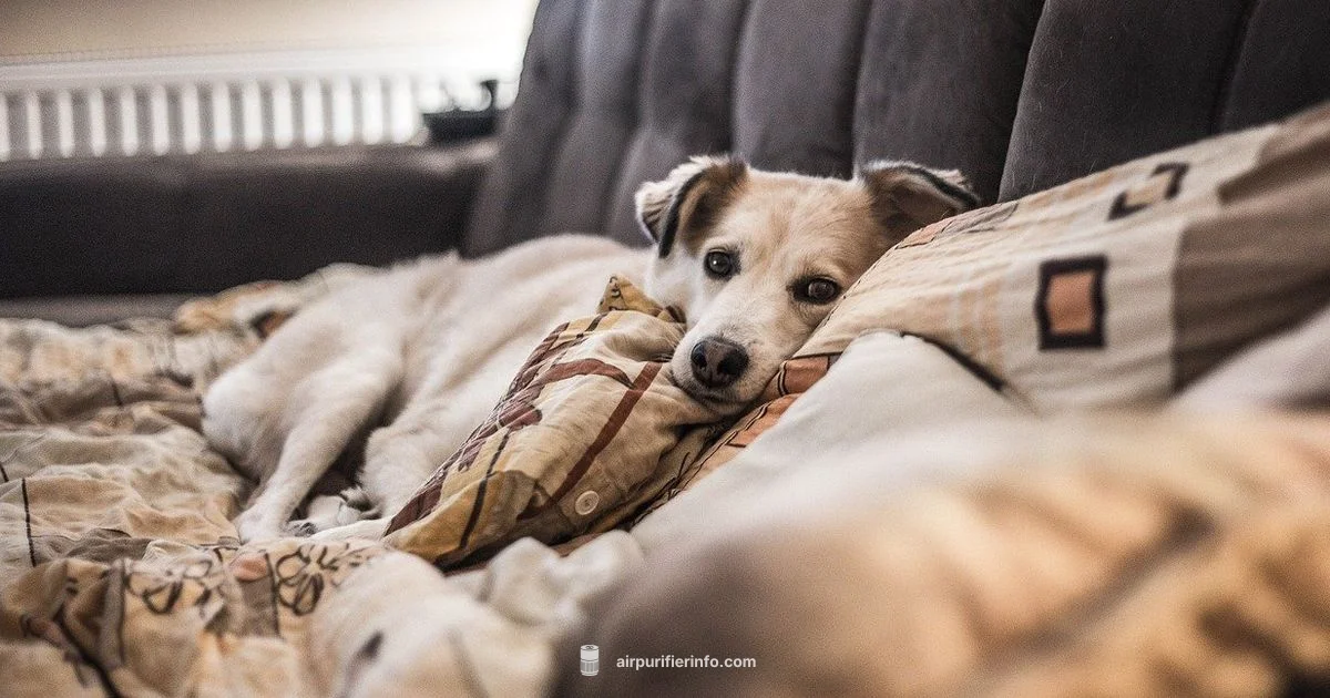 Dog Dander Defense - Air Purifier Info