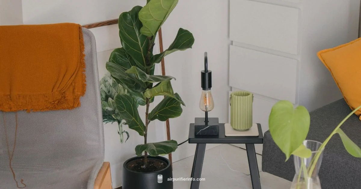 Black Friday Purifiers - Air Purifier Info