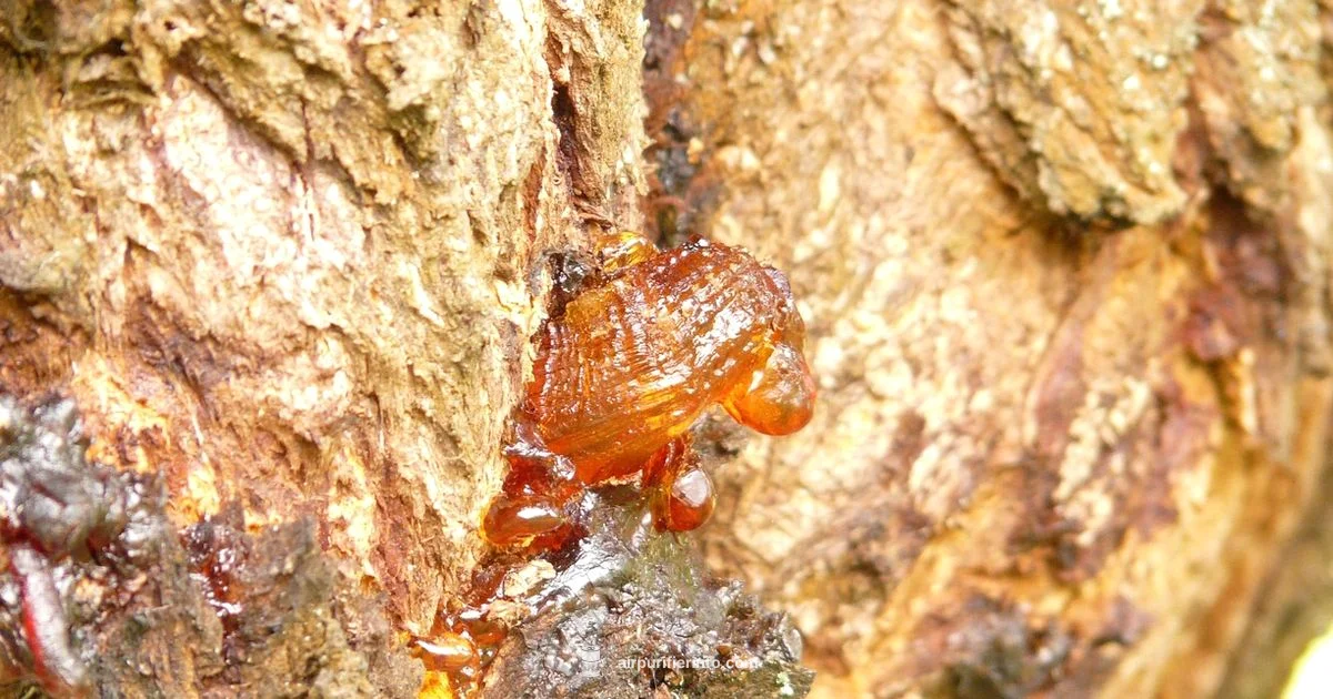 Resin Air Purifier Guide - Air Purifier Info