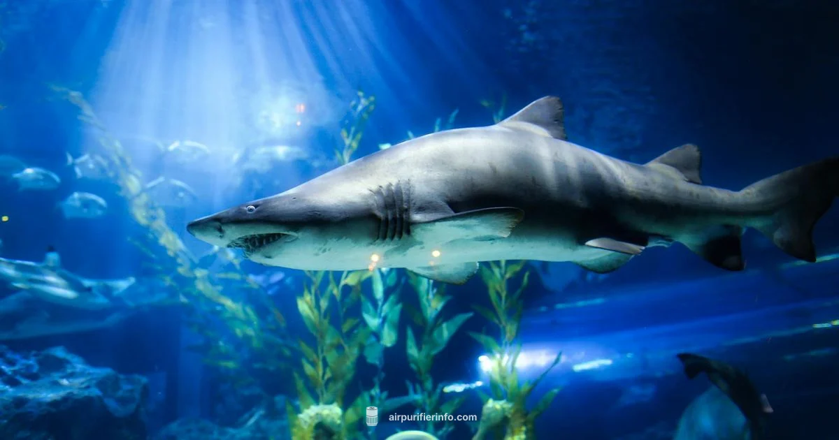 Shark Max Review - Air Purifier Info