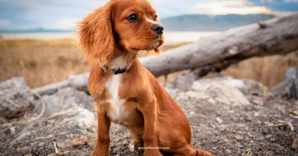 Pet-Safe Large Rooms - Air Purifier Info