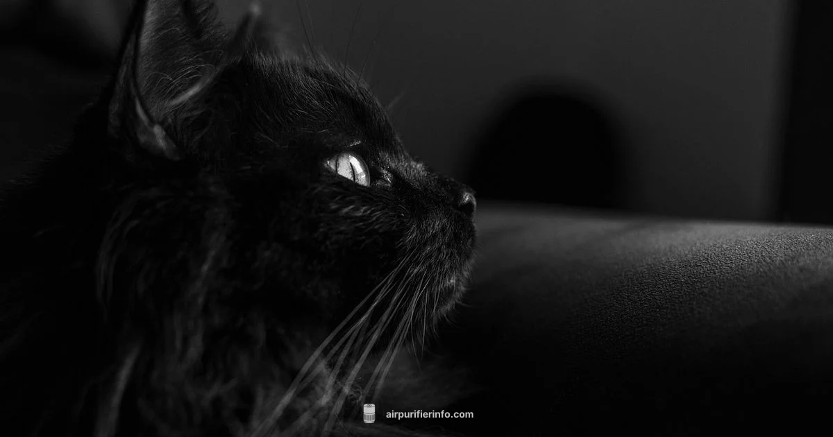 Cleaner Air for Cats - Air Purifier Info