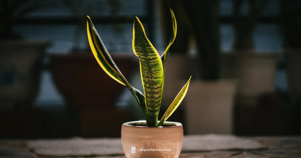 Fresh Air Picks - Air Purifier Info