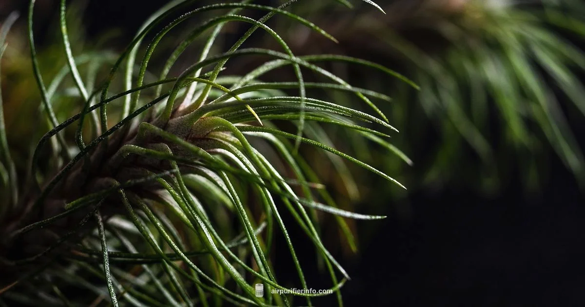 Plants and Purifiers Plants and Purifiers - Air Purifier Info