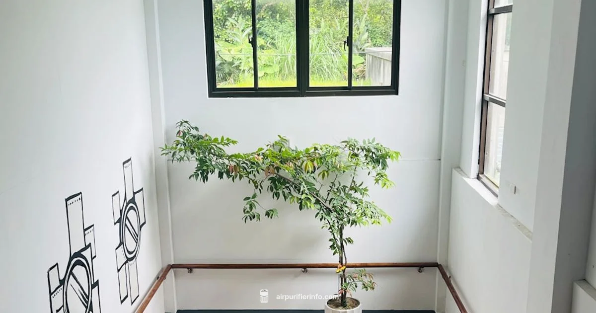 Smart Purifier Placement - Air Purifier Info