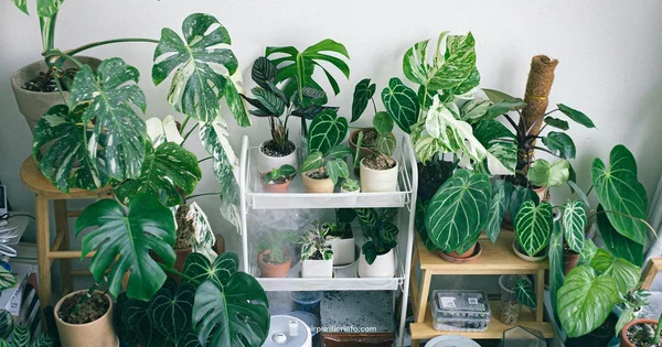 Purifier vs Humidifier - Air Purifier Info