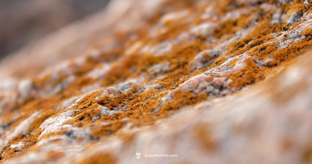 Mold Spores Guide - Air Purifier Info