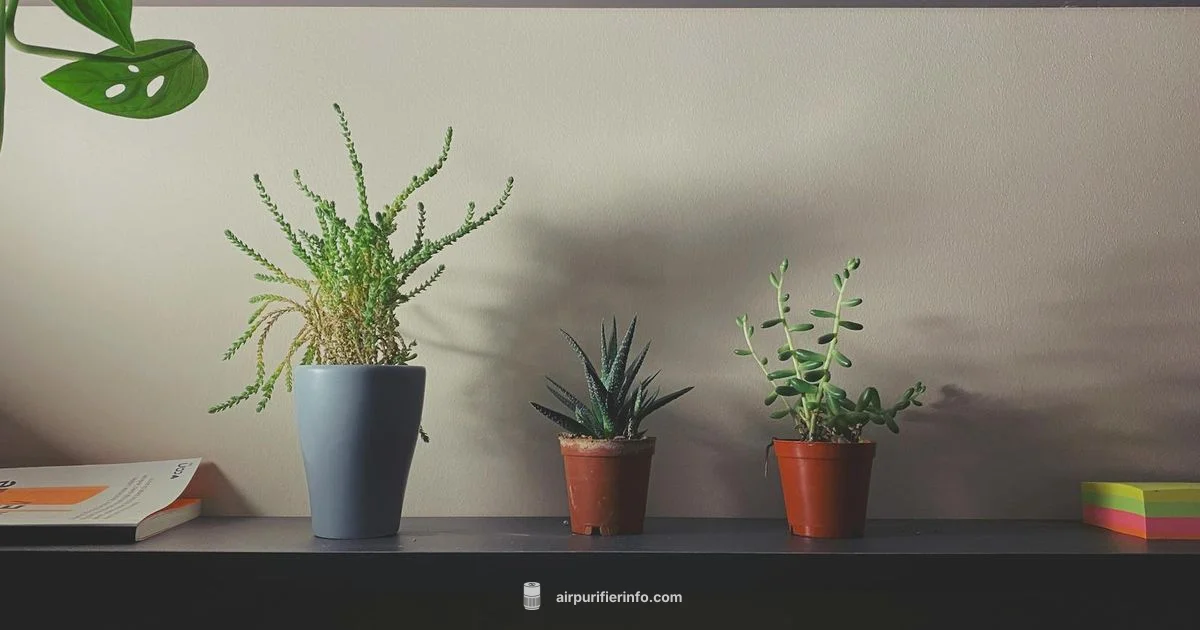 Clorox Purifier Review - Air Purifier Info