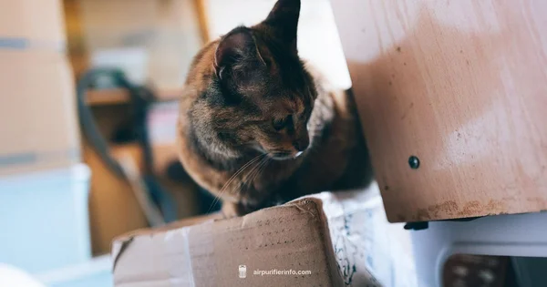 Cat Allergies Air Purifier - Air Purifier Info