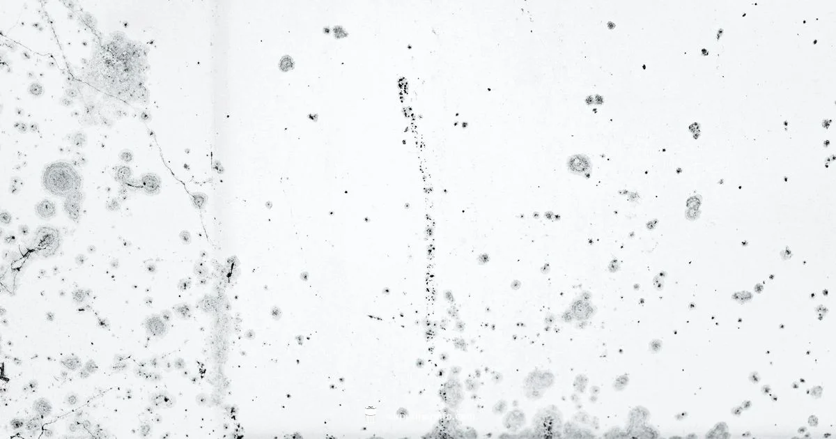 Mold and Purifiers - Air Purifier Info